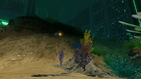 More Flora