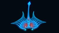 Bioluminescence