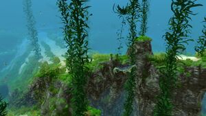 Kelp Forest (17).jpg