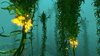 Kelp Forest (28).gif