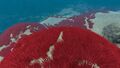 A patch of Bloodgrass