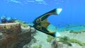 The Boomerang