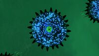 The top of a Brine Lily