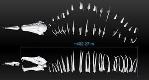 Skeleton.jpg