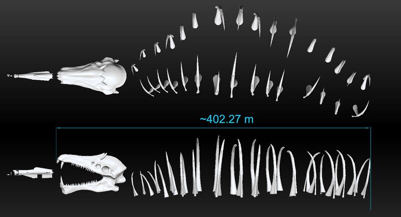 File:Skeleton.jpg