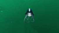 Cutefish doing a backflip