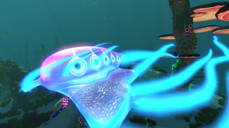 File:Jellyray2.jpg