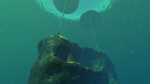 Lilypad largerock.jpg
