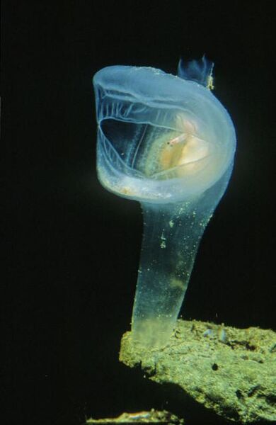 File:Predatory Tunicate.jpg