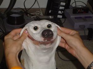 Smiling-dog-big.jpg