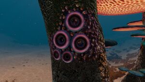 Tree Leech (01).jpg