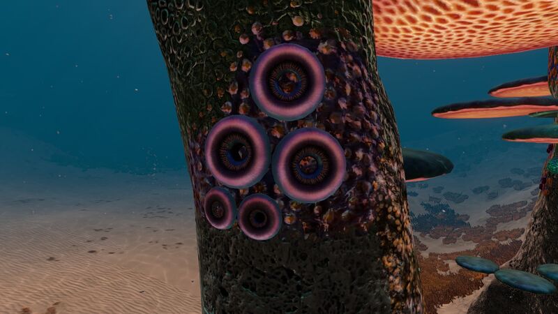 File:Tree Leech (01).jpg