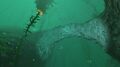 A stony arch-like structure in the Kelp Forest