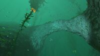 A rock arch-like structure in the Kelp Forest