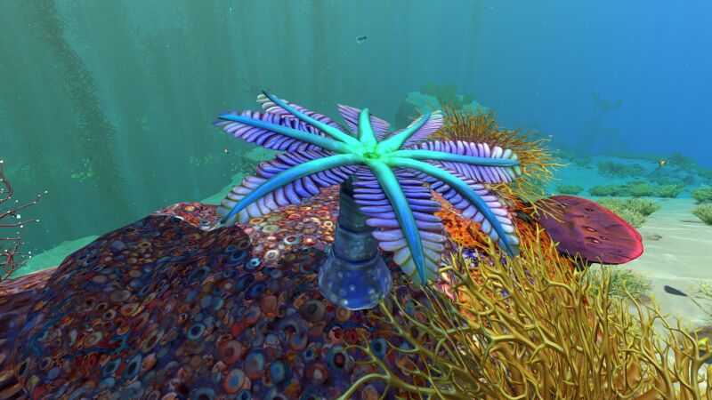 File:Blue Palm01.jpg