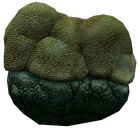 BrainCoralInfobox.png