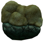BrainCoralInfobox.png
