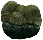 BrainCoralInfobox.png