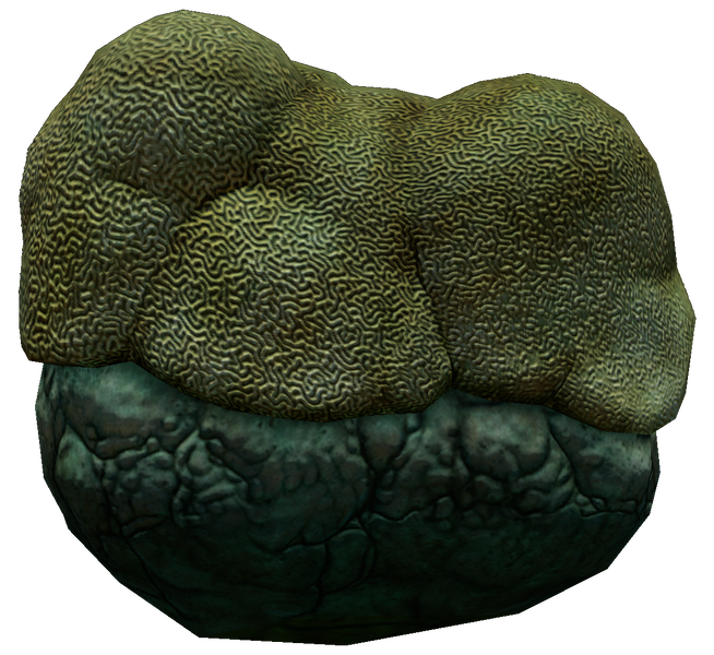File:BrainCoralInfobox.png