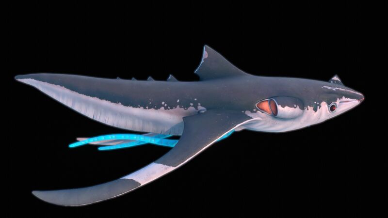 File:SquidsharkSide.jpg