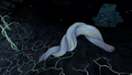 One of the many roots that stem from the Bloodroots