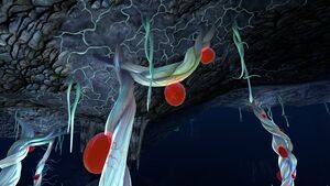 Blood Cave Root (3).jpg