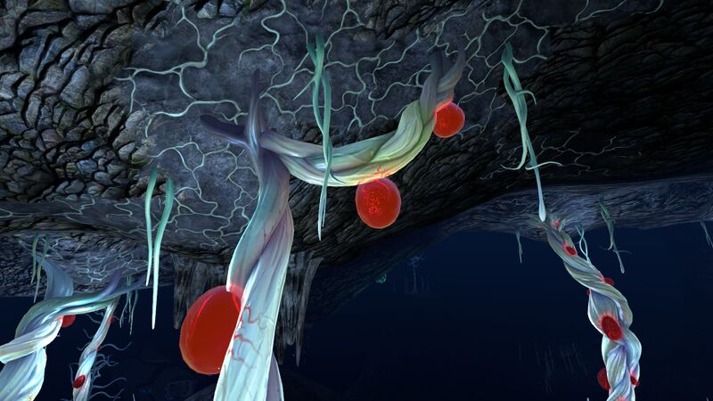 File:Blood Cave Root (3).jpg
