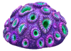 Purple Brain Coral Fauna.png