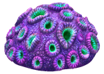 Brain Coral Coral.png