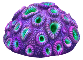 Purple Brain Coral Fauna.png