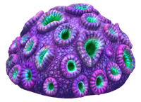 Purple Brain Coral Fauna.png