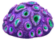 Purple Brain Coral Fauna.png
