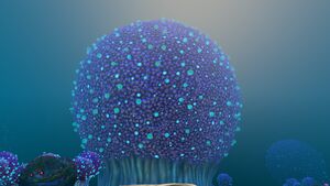 Koosh Bush (1).jpg