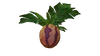 Marblemelon Plant Flora.png