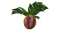 Marblemelon Plant Flora.png