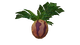 Marblemelon Plant Flora.png