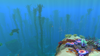 Transition with the Kelp Forest