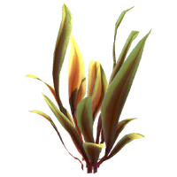 Spotted Reeds Relative Flora.png