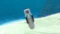 A floating Tank