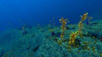 The seafloor