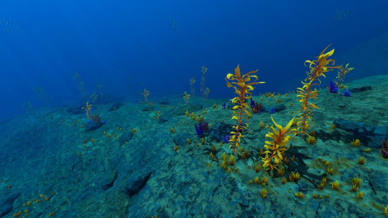File:Kelp in EA.jpg