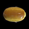 Dorsal view
