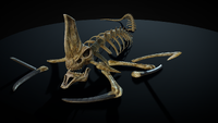 Full skeleton model from Sketchfab