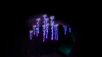 Drooping Stingers, the main threat of the Mountain Range Caves