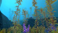 Arctic Kelp Forest thumb.jpg