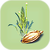 Purple Vegetable Plant Seed.png