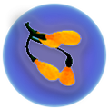 Thumbnail for version as of 12:59, 2 May 2017