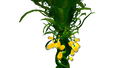 Thumbnail for version as of 18:40, 18 October 2015