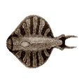 Thumbnail for version as of 17:43, 6 August 2021
