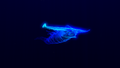 Thumbnail for version as of 21:24, 11 May 2017
